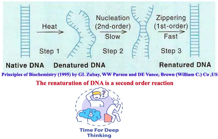 MCQs on DNA Renaturation Kinetics