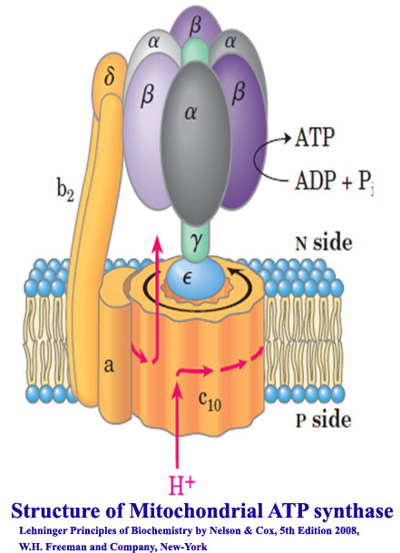 Oxidative Phosphorylation III​: ATP synthase, Structure and Mechanism of action ATP synthesis, P/O ratio