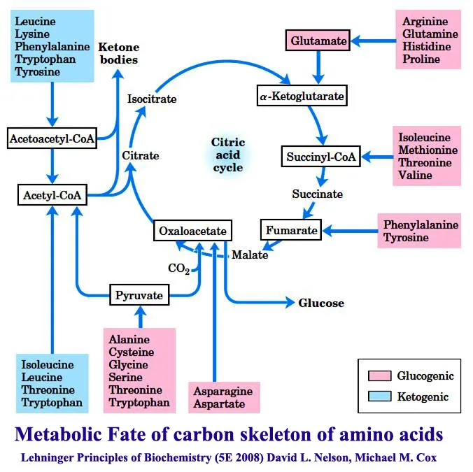 Overview of Amino Acid degradation