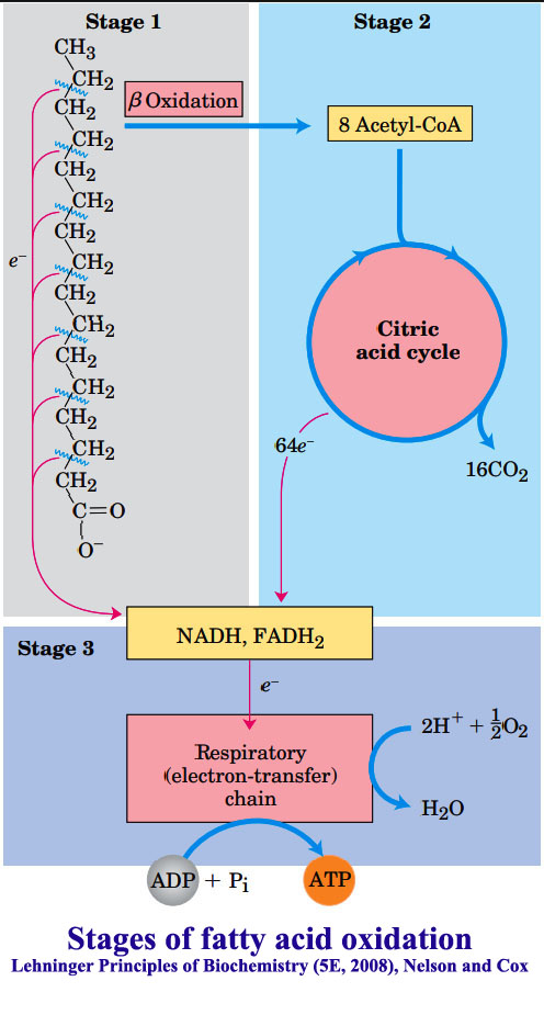 Fat breakdown: ​Hydrolysis of dietary triacylglycerol, ​ Fatty acid breakdown, Role of carnitine, ß-oxidation of fatty acids, Oxidation of unsaturated fatty acids, Oxidation of odd numbered fatty acids, Fate of propionate, Regulation of fatty acid metabolism,​ β-oxidation in Peroxisome, α-and ω- oxidation of fatty acids​