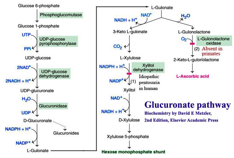 Uronic acid (Glucuronate) pathway