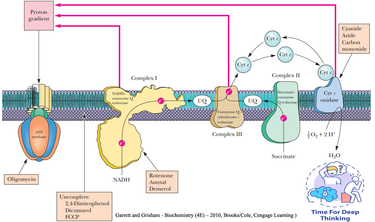 MCQs on respiratory complexes and inhibitors of Electron Transport Chain