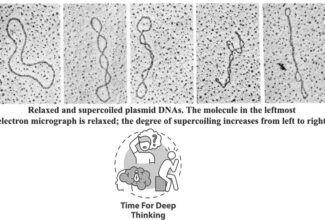 MCQs on Topological properties of DNA