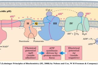 Mitochondrial Oxidative Phosphorylation & Electron Transport Chain I: Overview, Redox potentials and Standard free energy change of electron transfer, Electron carriers