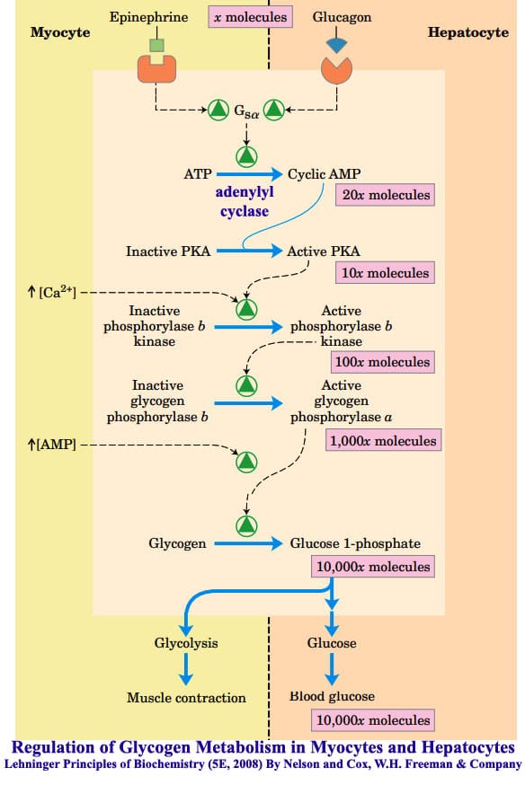 glycogenolysis pathway