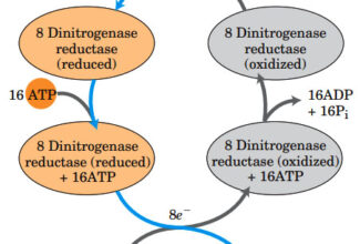 Biochemistry of Biological Nitrogen Fixation