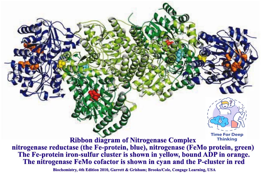 MCQs on biological nitrogen fixation