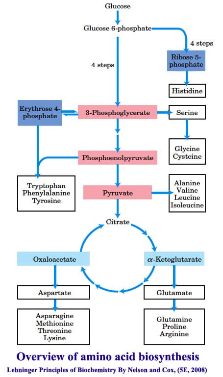 Overview of amino acid biosynthesis​