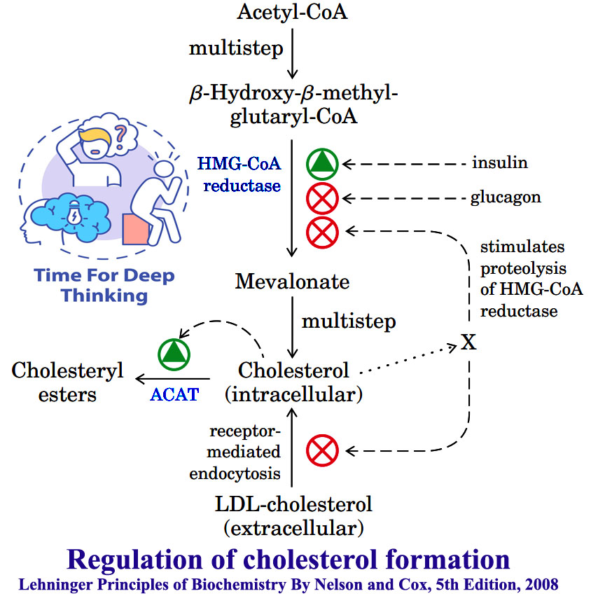 MCQs on Cholesterol Metabolism