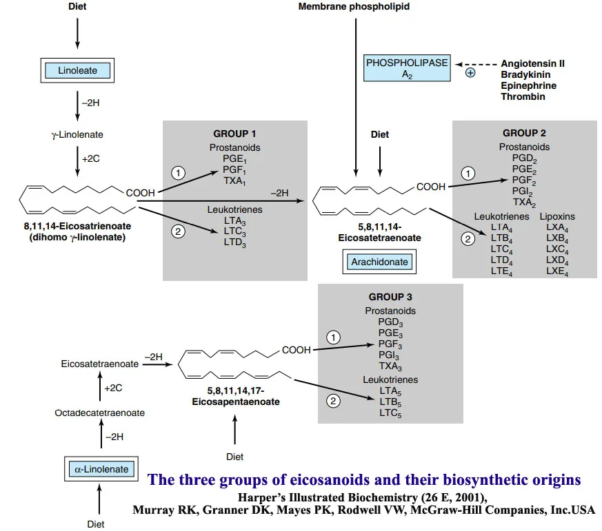 Biosynthesis of Eicosanoids: Prostaglandins (PG) Thromboxanes (TX) Leukotrienes (LT) and Lipoxins (LX)