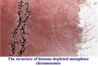 MCQs on DNA packaging into chromosome