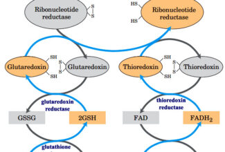 Biosynthesis of deoxyribonucleotides, Role of ribonucleotide reductase, Synthesis of deoxythymidylate, Inhibitors of nucleic acid biosynthesis