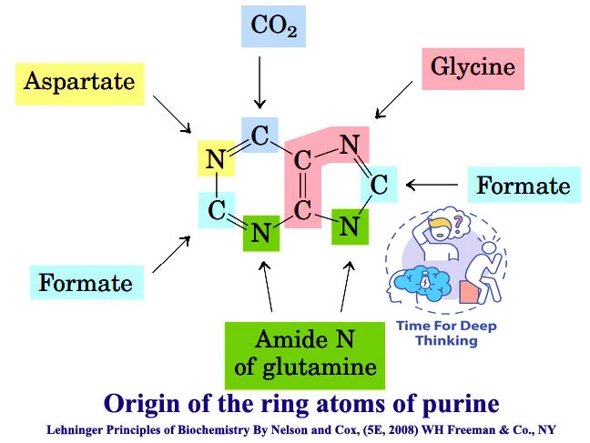 MCQs on Nucleotide Metabolism