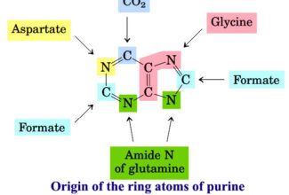 Biosynthesis of purine and pyrimidine nucleotides and their regulation, Purine salvage pathways, Catabolic pathways of purine and pyrimidine nucleotides