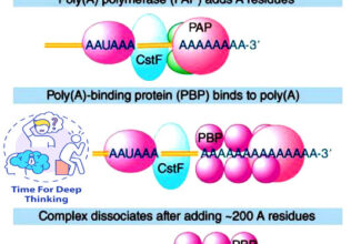 MCQs on 7-methylguanosine capping and Poly(A)tailing of mRNA