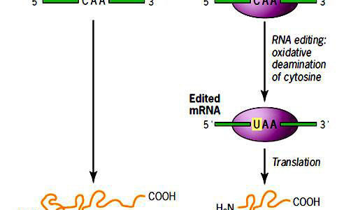 RNA editing
