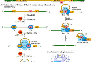 MCQs on RNA Splicing