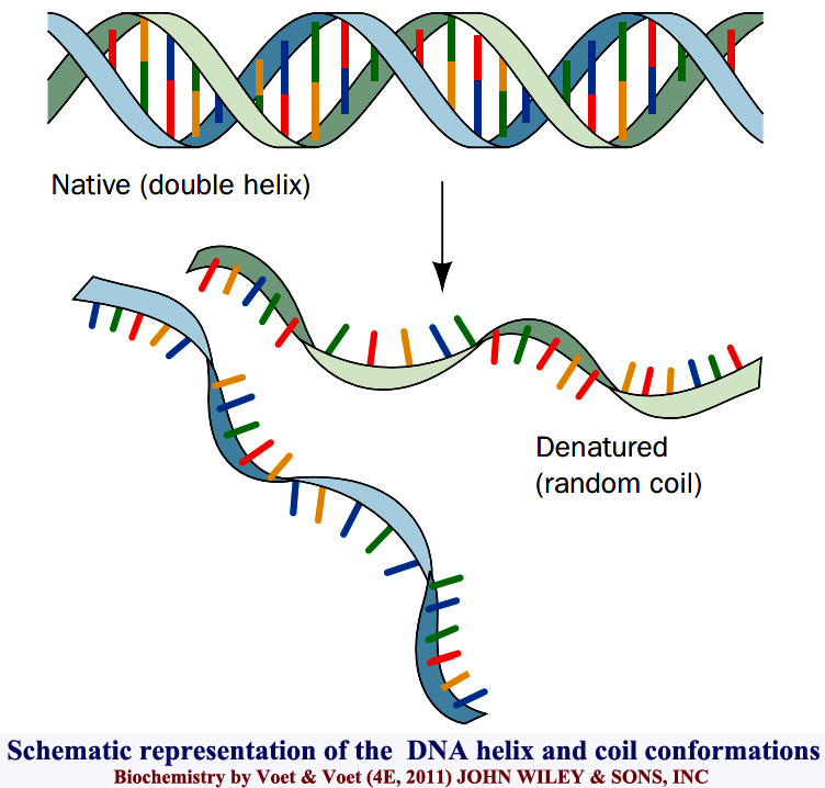 Helix-to-coil transition in DNA ​