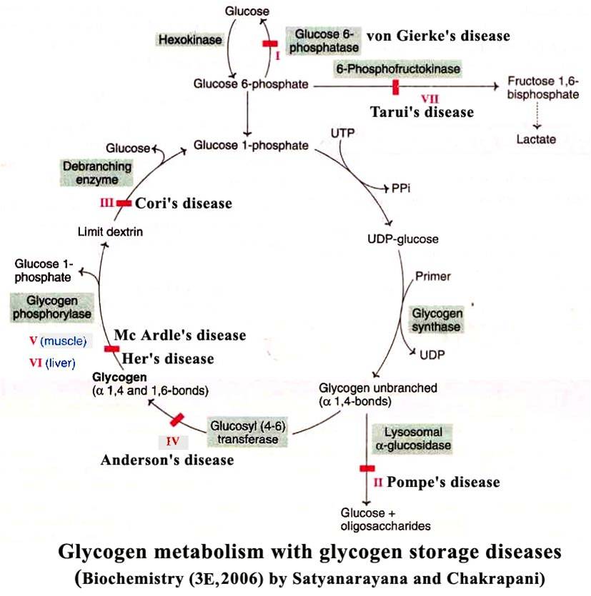 Glycogen storage diseases Pentosuria Galactose tolerance test and Galactosemia