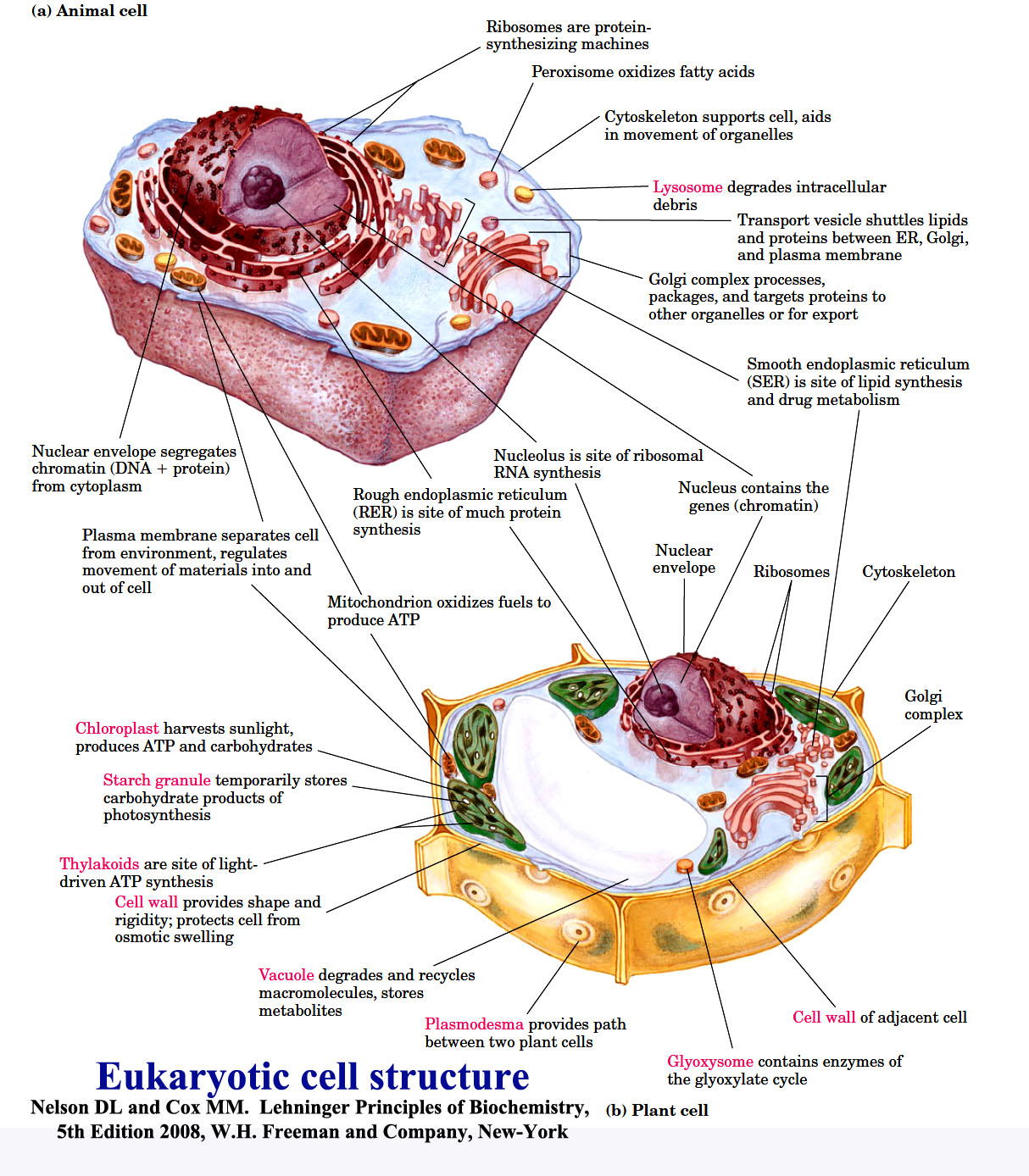 Biological cell and its constituents