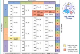 MCQs on genetic code