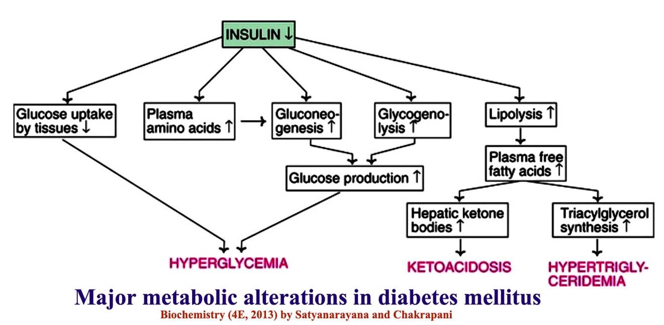 Glucose Homeostasis Diabetes mellitus Glucose tolerance Test
