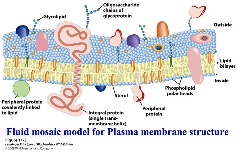 Structure and functions of cell membrane​