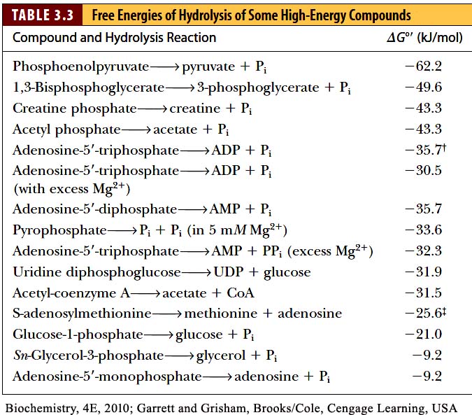 Standard free energy change in biological reactions, exergonic, endergonic
