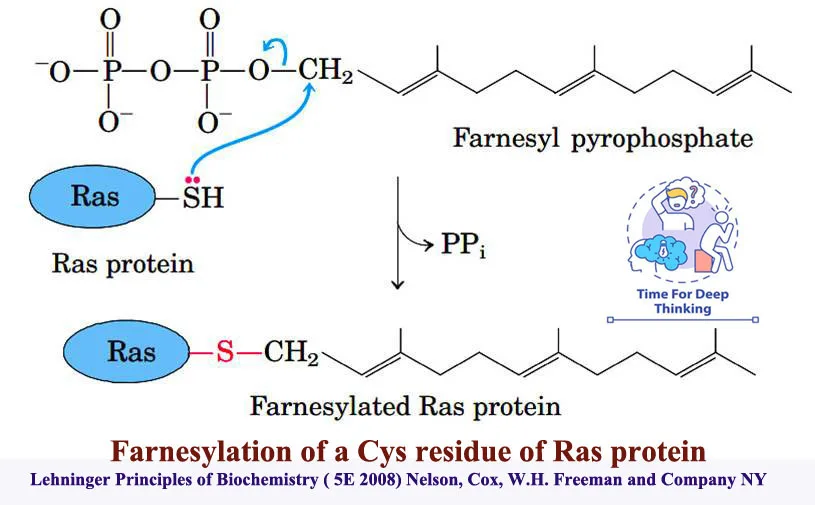 MCQs on Post translational modifications