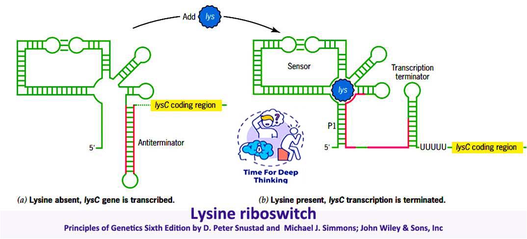 MCQs on riboswitch and antisense-RNA regulation of gene expression