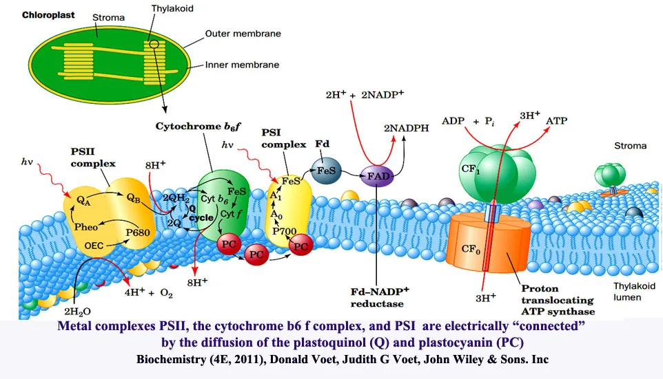 Metal complexes in transmission of energy