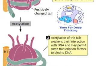 MCQs on Chromatin structure and regulation of gene expression