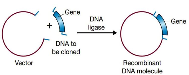 DNA modifying enzymes (ligase, polymerases, alkaline phosphatase, polynucleotide kinase, terminal transferase, Reverse transcriptase)
