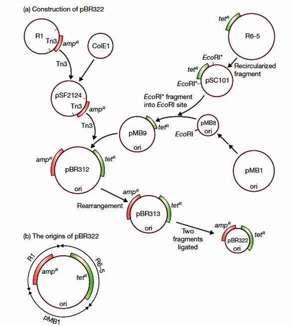 Plasmid vectors