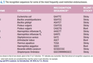 Restriction endonucleases