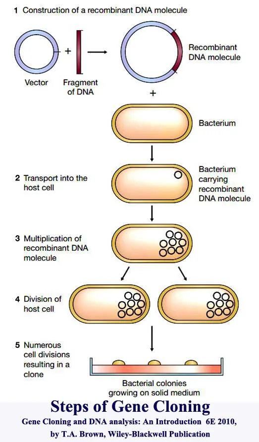 Recombinant DNA Technology PPTs