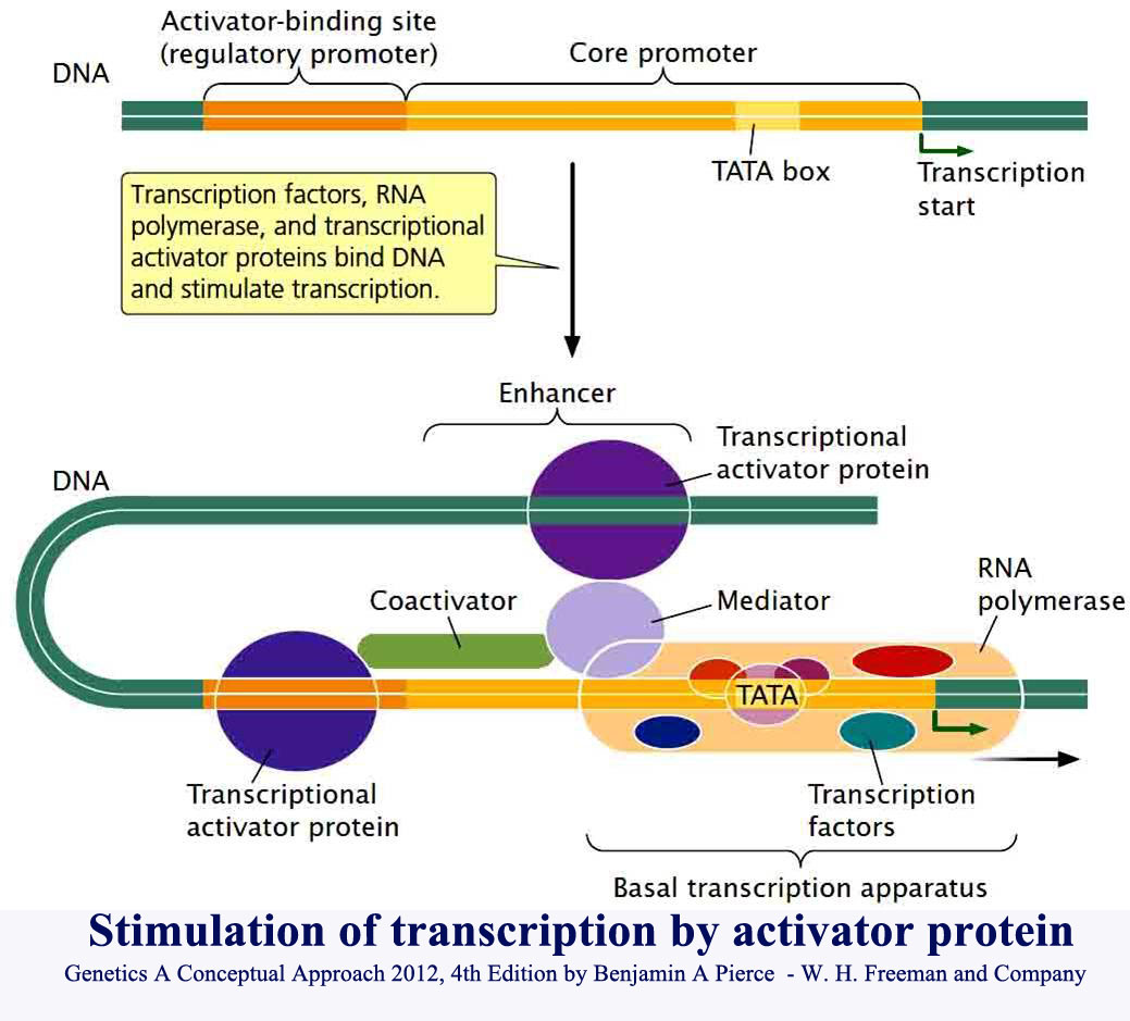 MCQs on eukaryotic gene expression regulation (Transcription Initiation)
