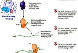 MCQs on alternate splicing mRNA stability and RNA interference