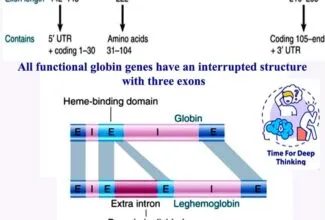 MCQs on Genes Pseudogenes Gene superfamily