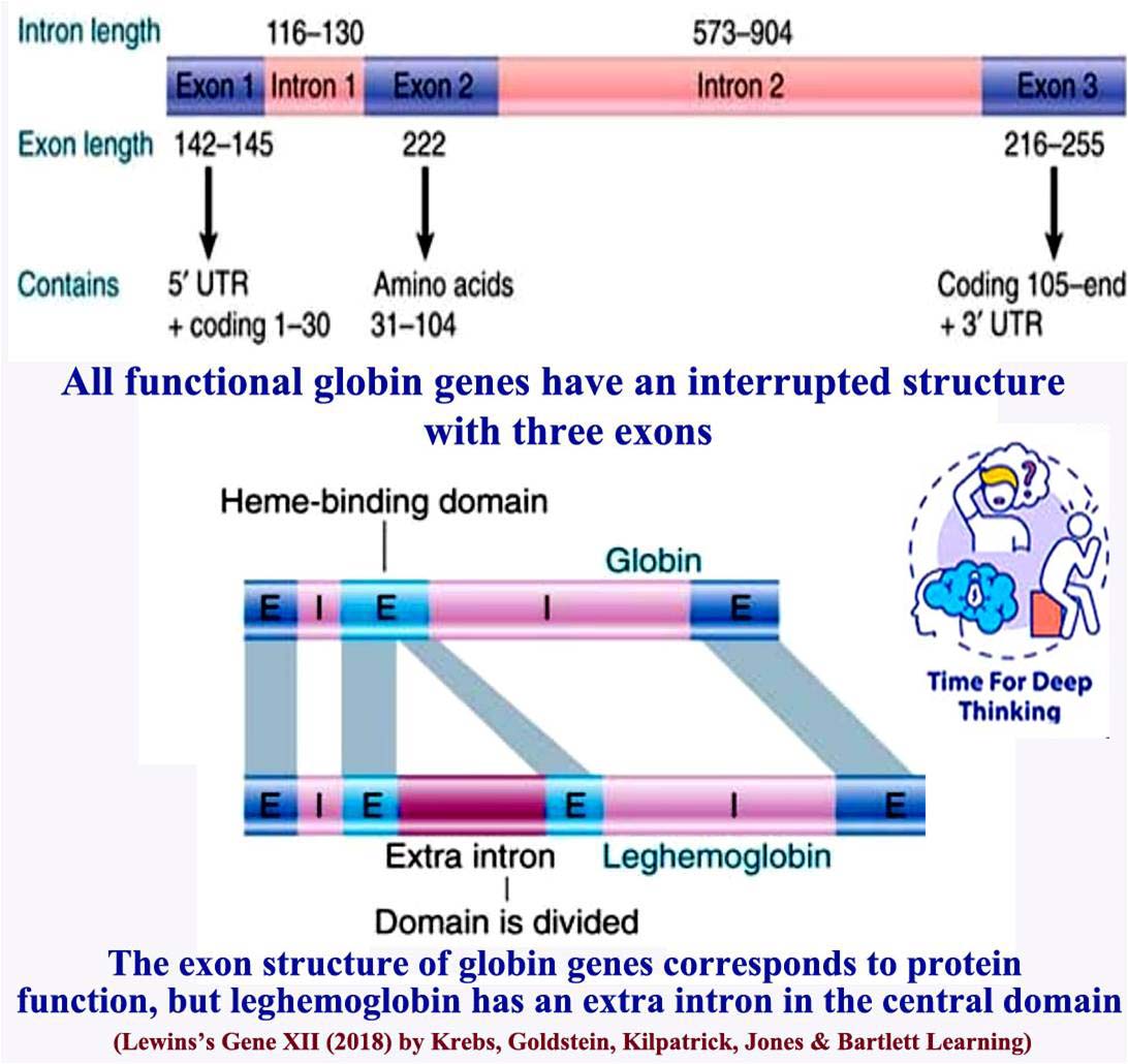 MCQs on Genes Pseudogenes Gene superfamily