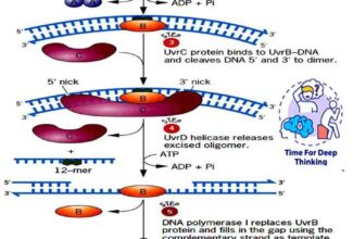 MCQs on DNA Repair pathways