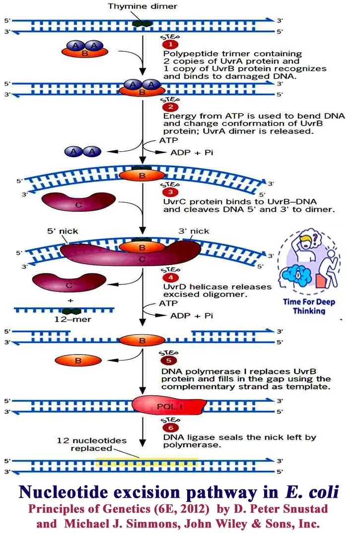 MCQs on DNA Repair pathways