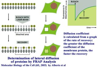 Fluorescence Recovery After Photobleaching (FRAP) Analysis