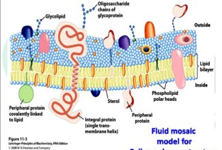 Fluid mosaic  model for  Cell membrane structure