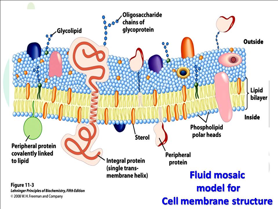 Fluid mosaic  model for  Cell membrane structure