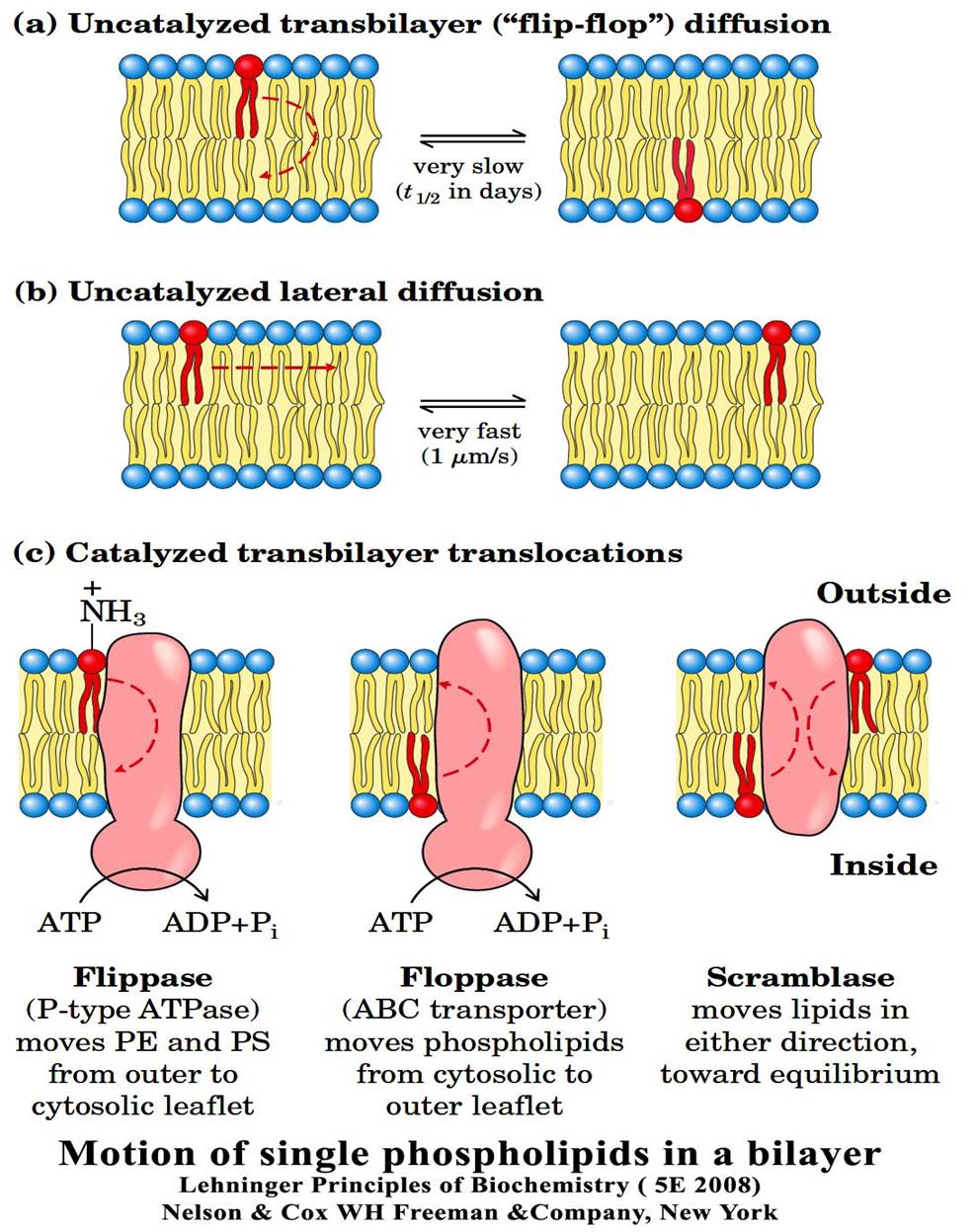 Membrane Dynamics and Fluidity