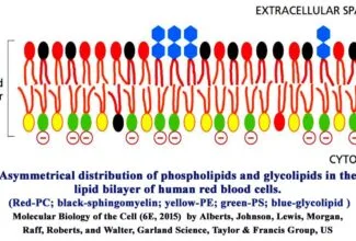 Membrane Asymmetry