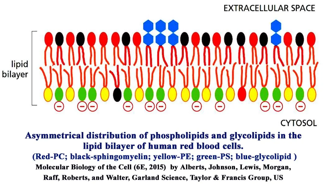Membrane Asymmetry