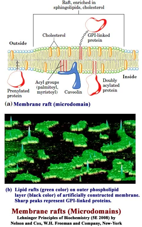 Membrane Rafts