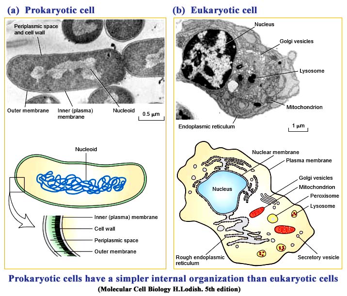 Introduction to cell and cell biology